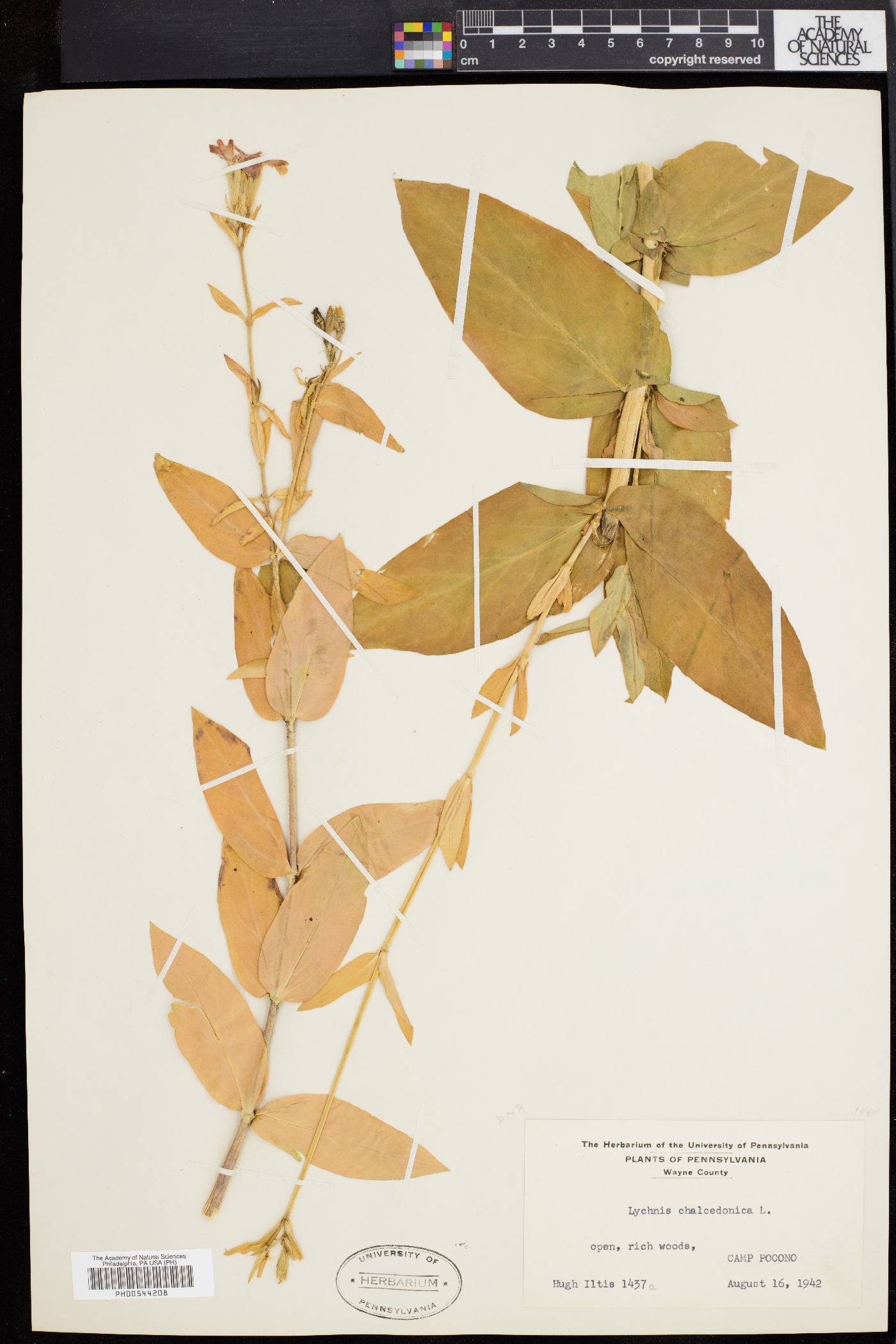 Silene chalcedonica image