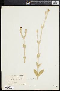 Silene coronaria image