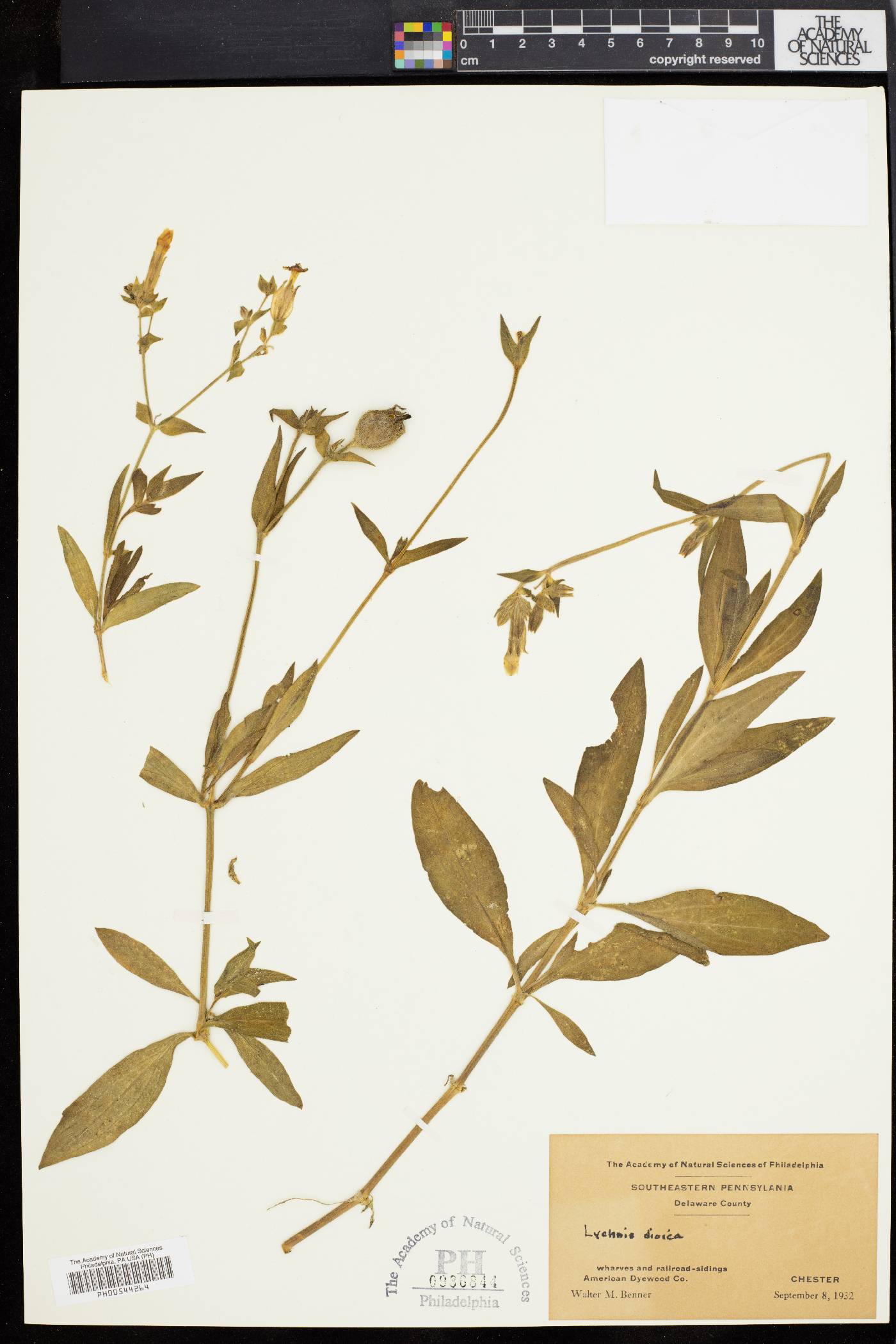 Silene dioica image