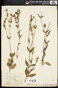 Silene dioica image