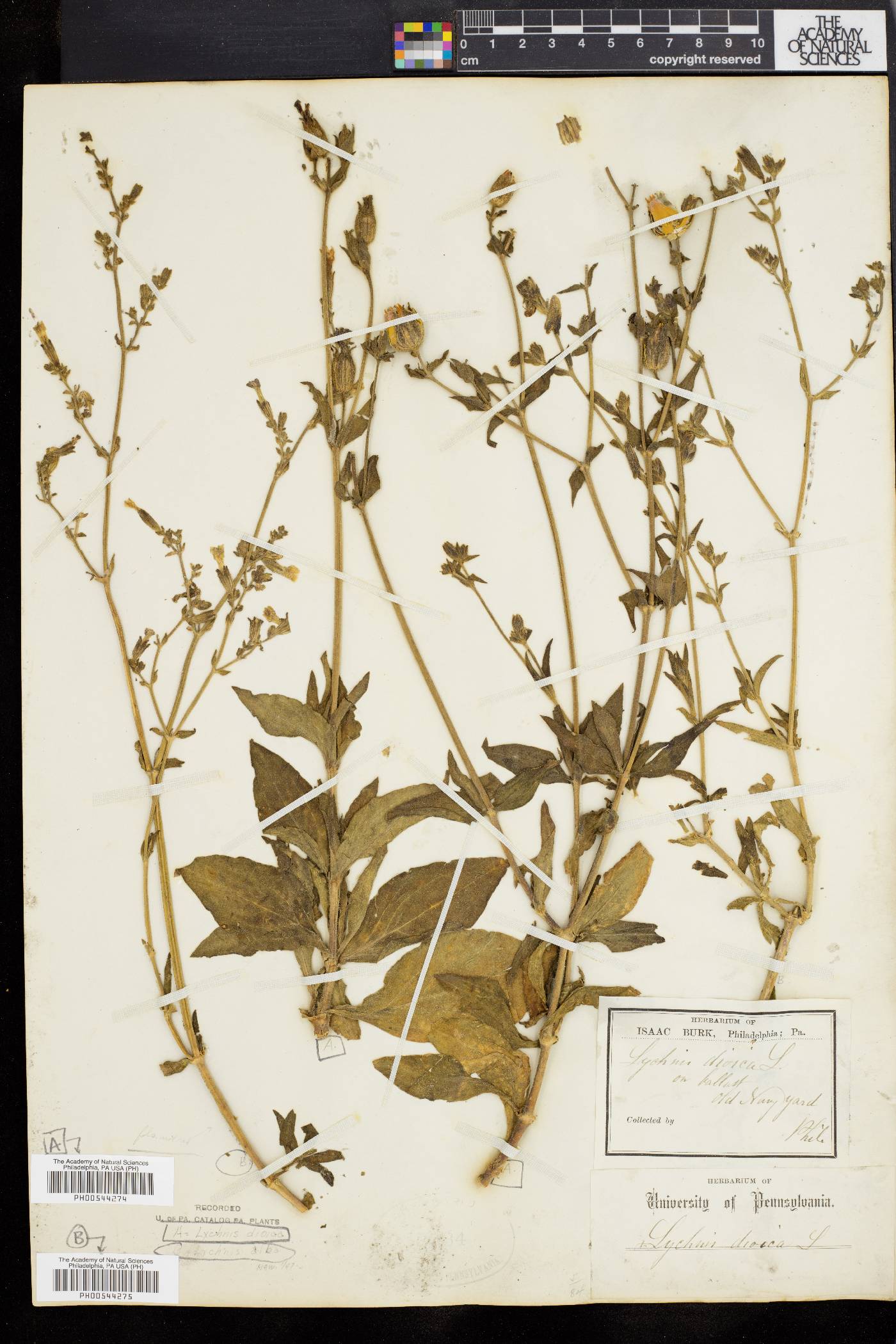 Silene dioica image