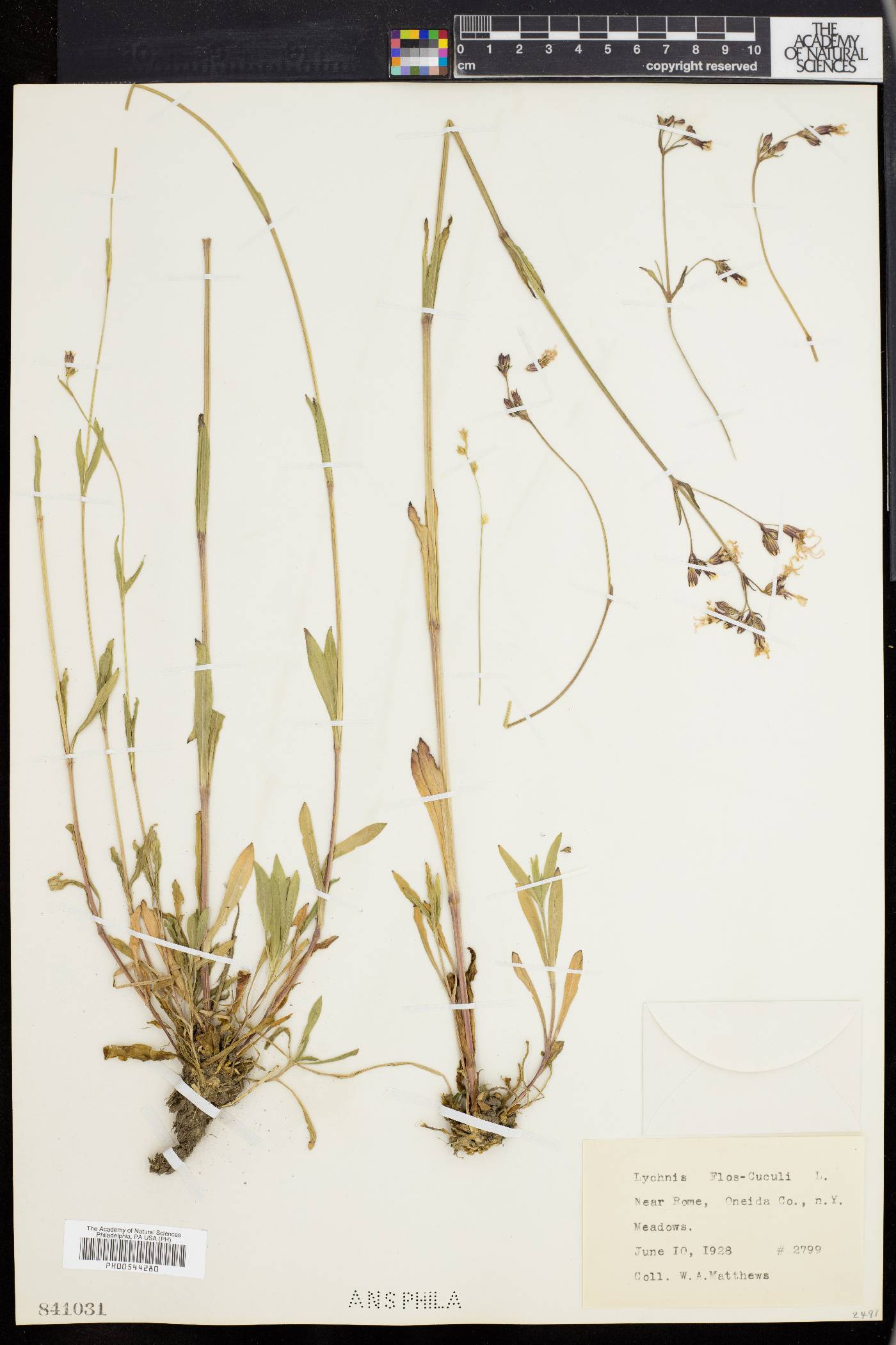 Silene flos-cuculi image