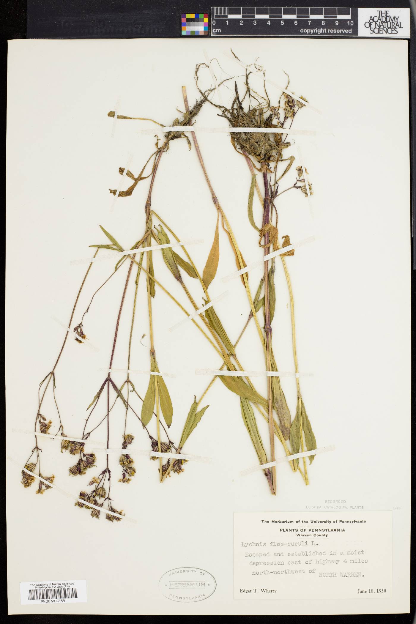 Silene flos-cuculi image