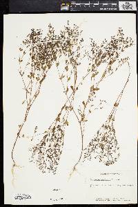 Paronychia canadensis image