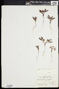 Paronychia fastigiata image