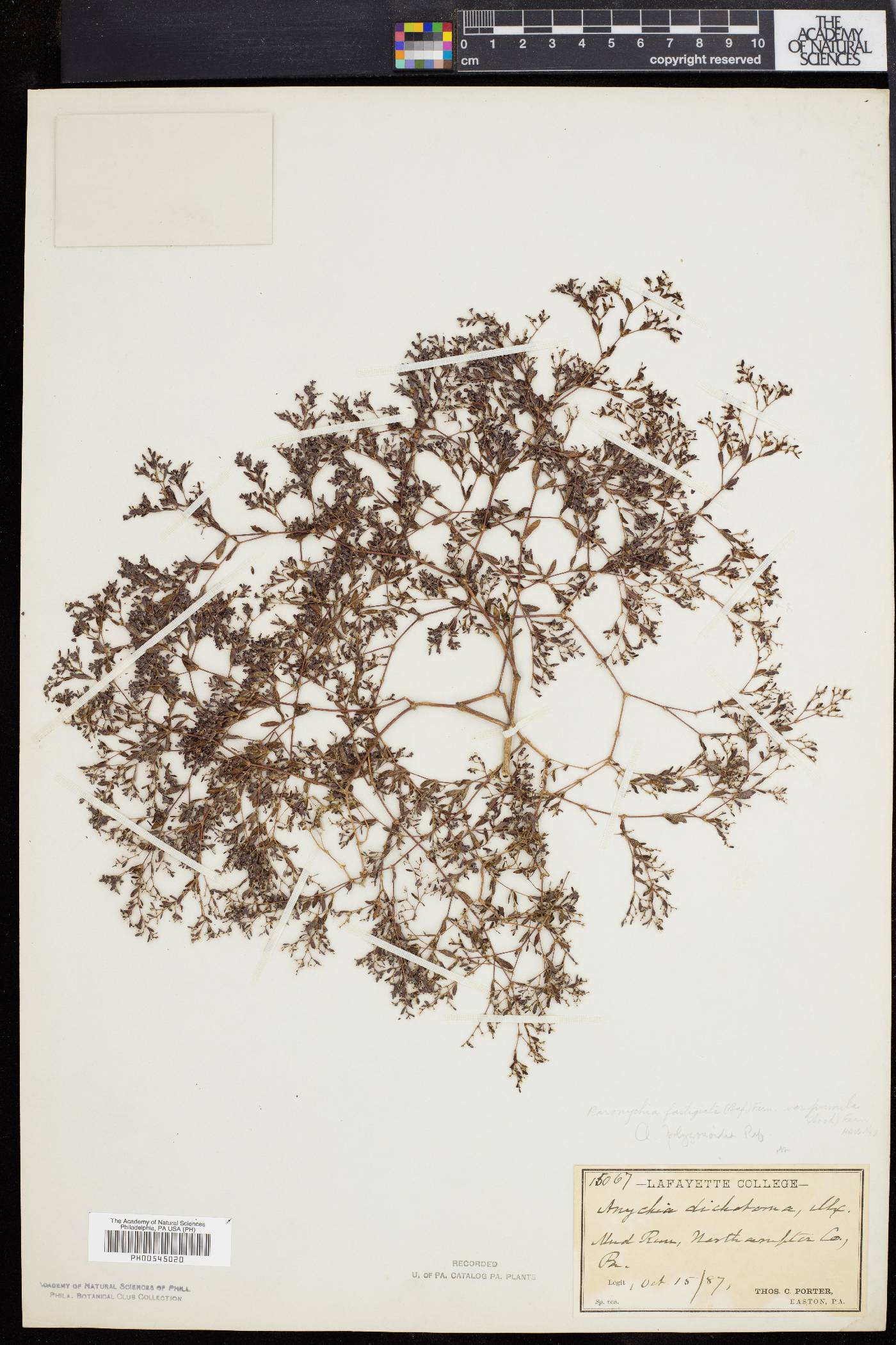 Paronychia fastigiata var. pumila image