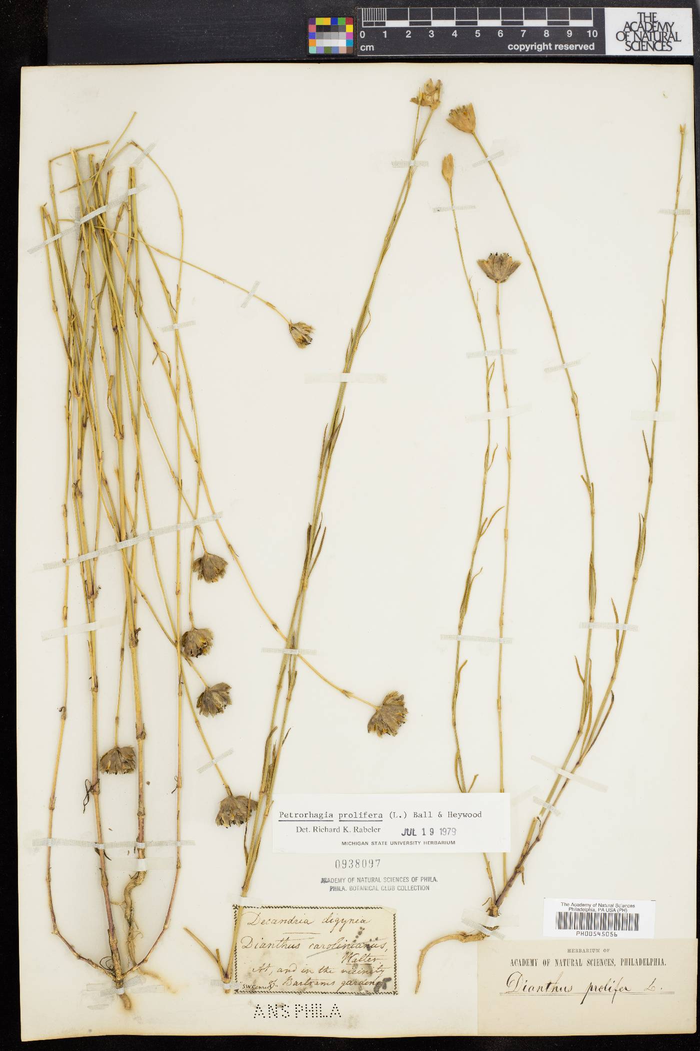 Petrorhagia prolifera image