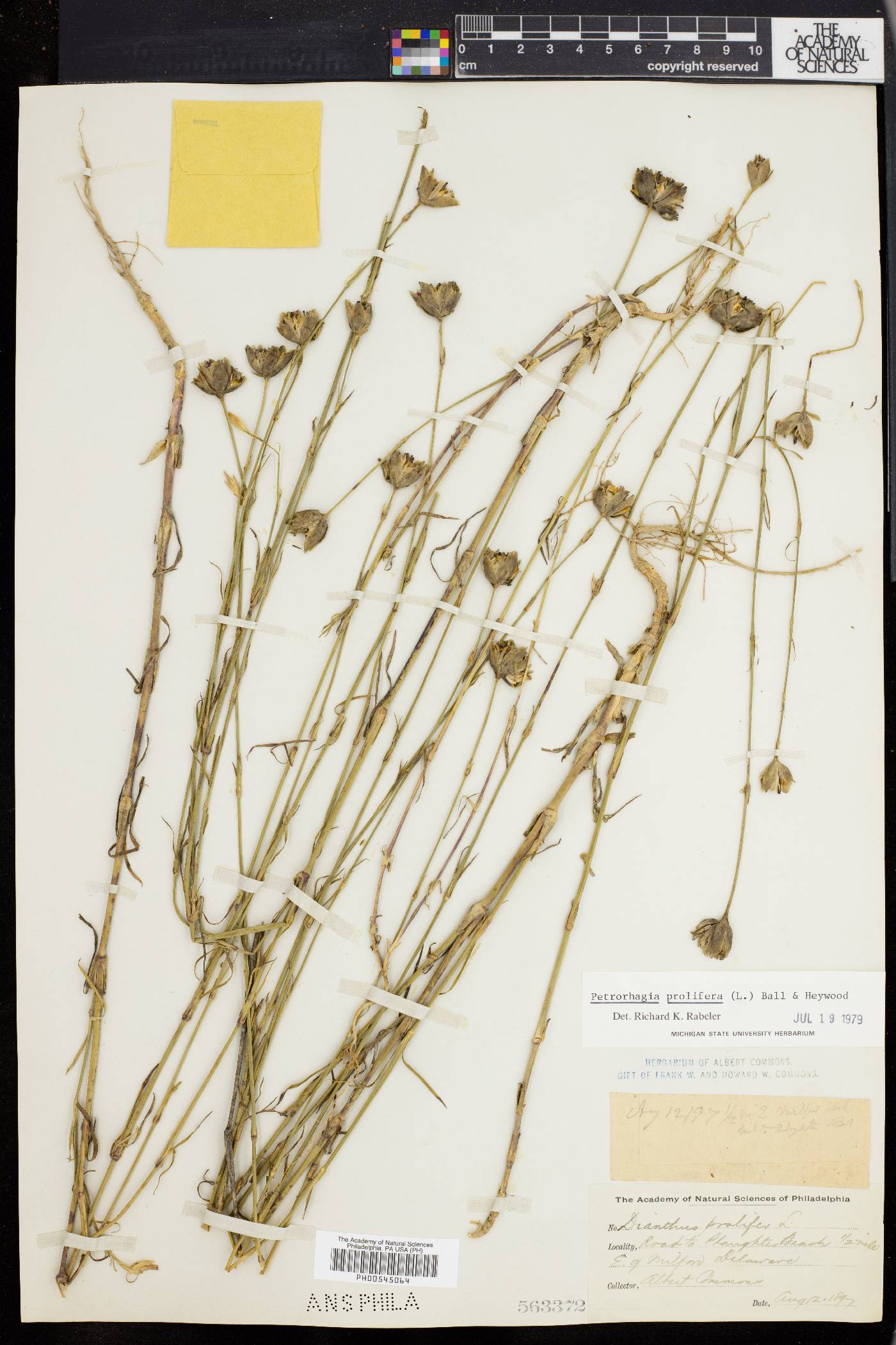 Dianthus prolifer image