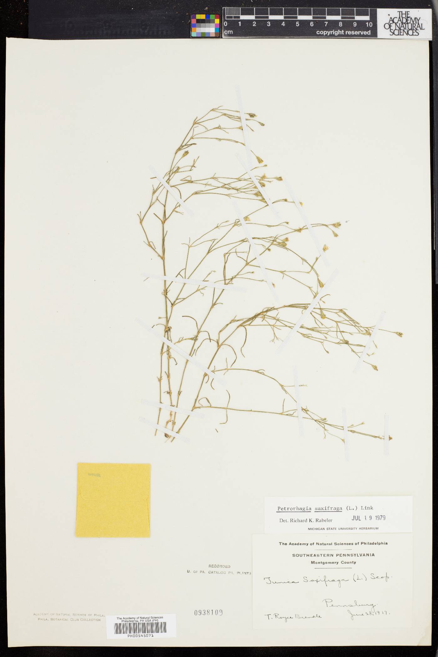 Tunica saxifraga image