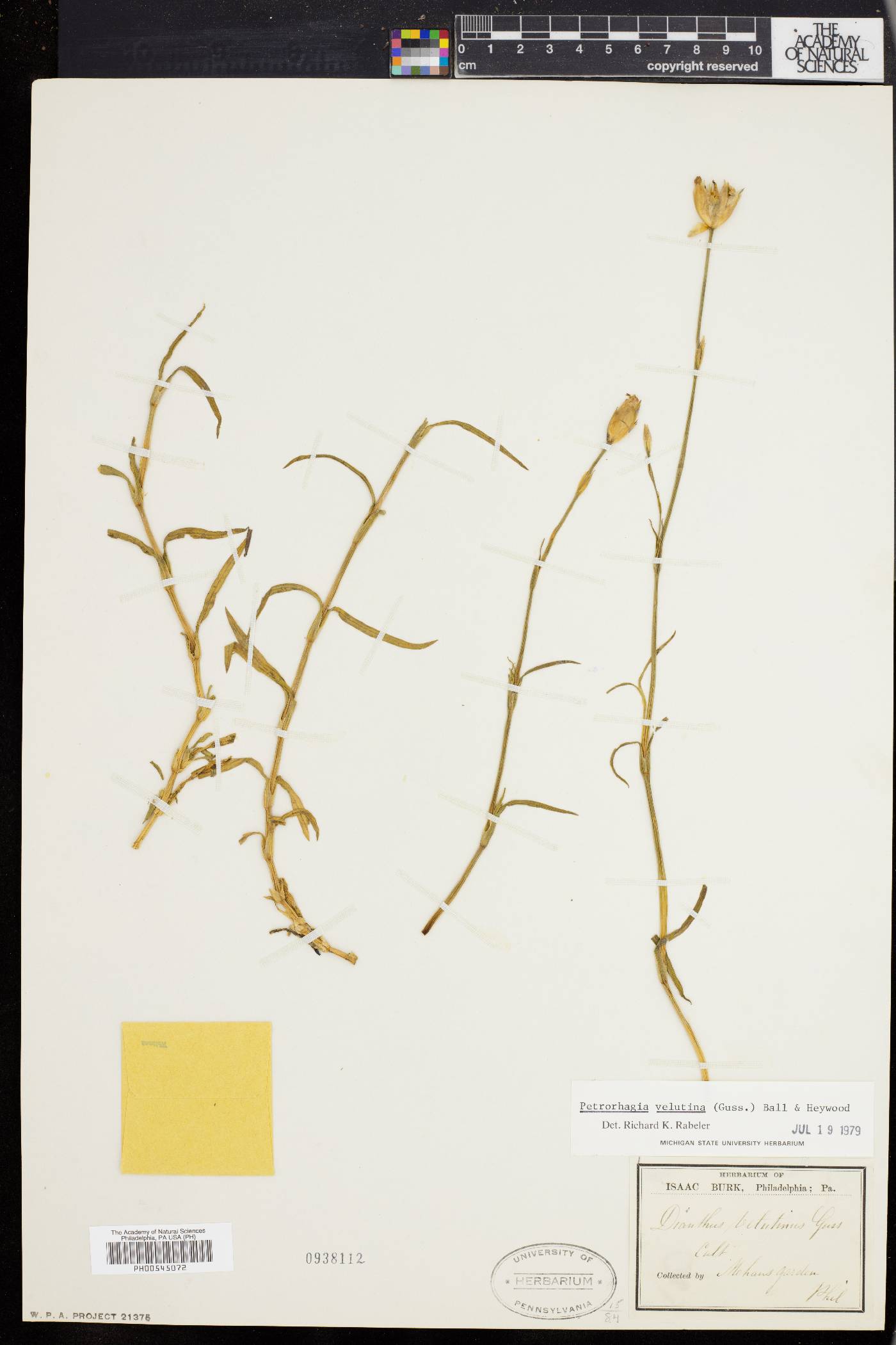 Petrorhagia image