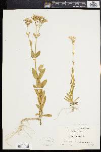 Silene armeria image