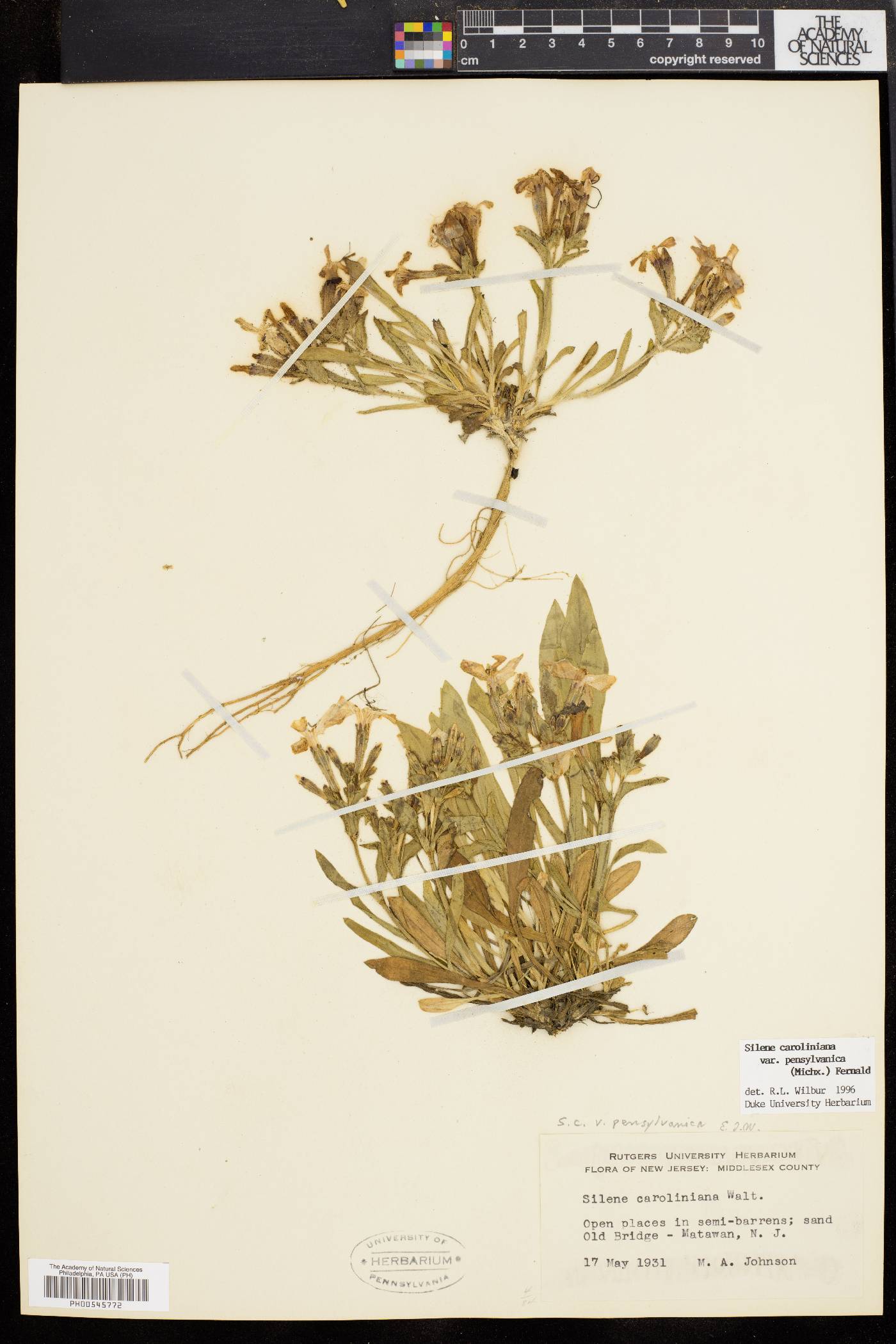 Silene caroliniana image