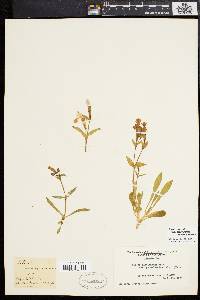 Silene caroliniana image