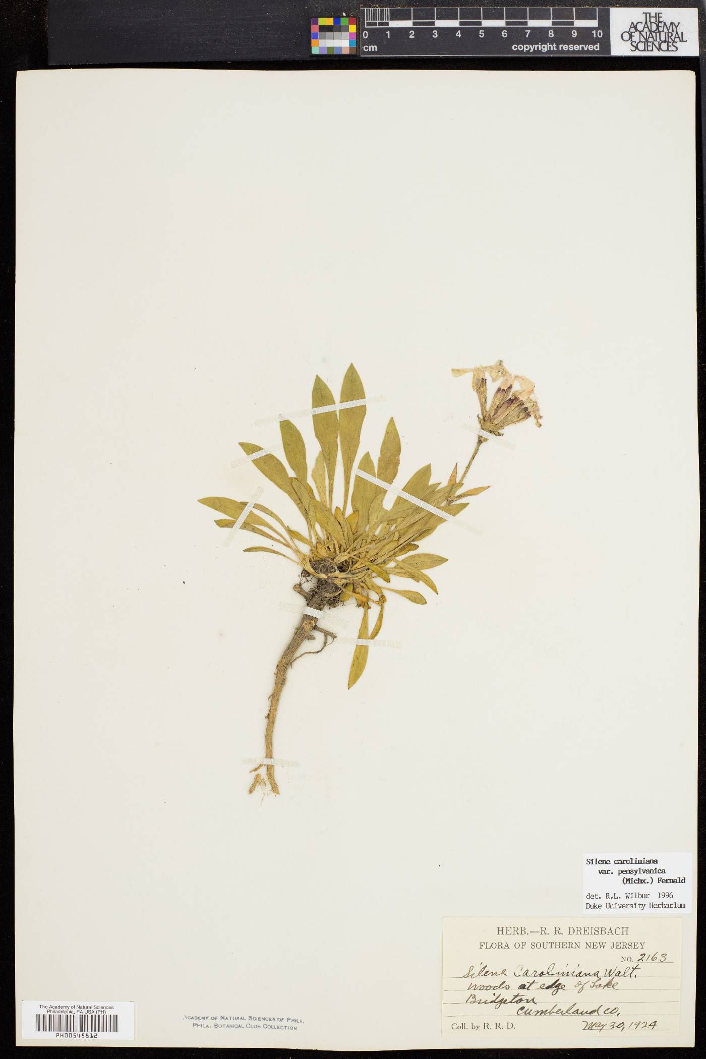 Silene caroliniana image