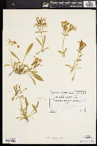 Silene caroliniana image