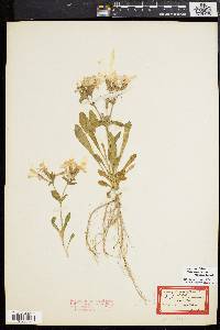 Silene caroliniana image