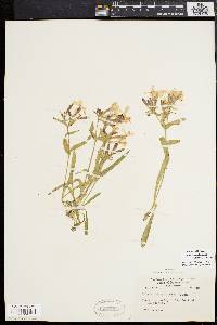 Silene caroliniana subsp. pensylvanica image