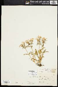 Silene caroliniana subsp. pensylvanica image