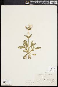 Silene caroliniana subsp. pensylvanica image