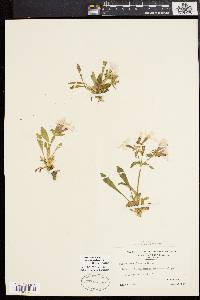 Silene caroliniana subsp. pensylvanica image