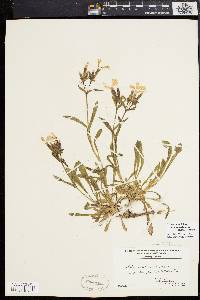 Silene caroliniana subsp. pensylvanica image