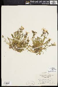 Silene caroliniana subsp. pensylvanica image