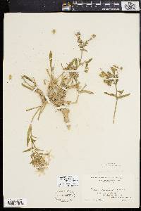 Silene caroliniana image