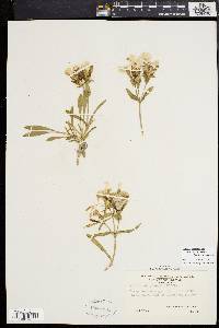 Silene caroliniana image