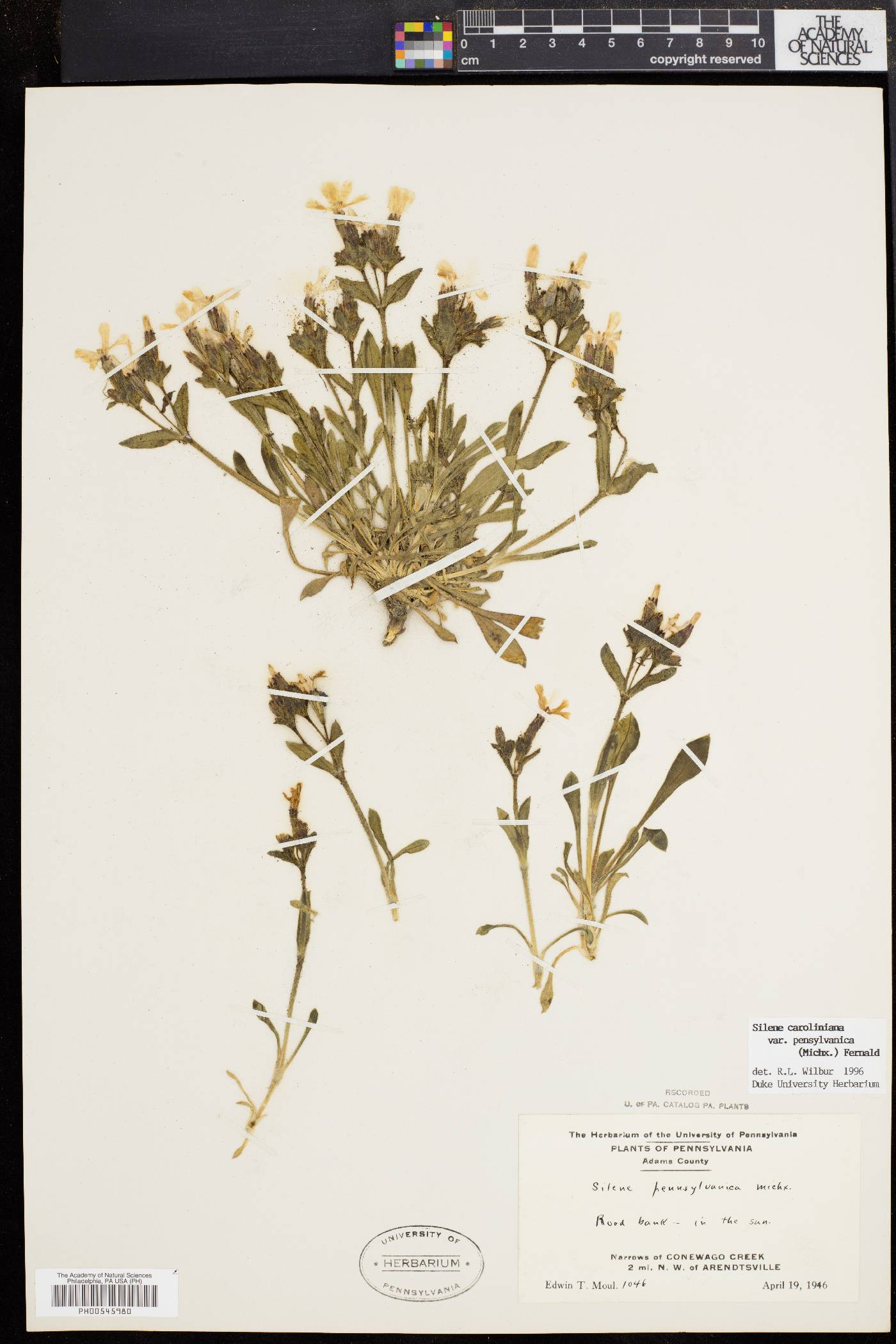 Silene caroliniana image