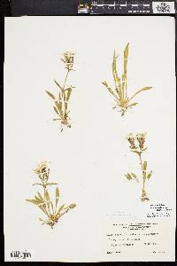 Silene caroliniana subsp. pensylvanica image