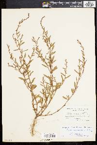 Polygonum ramosissimum image