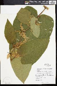 Polygonum sachalinense image