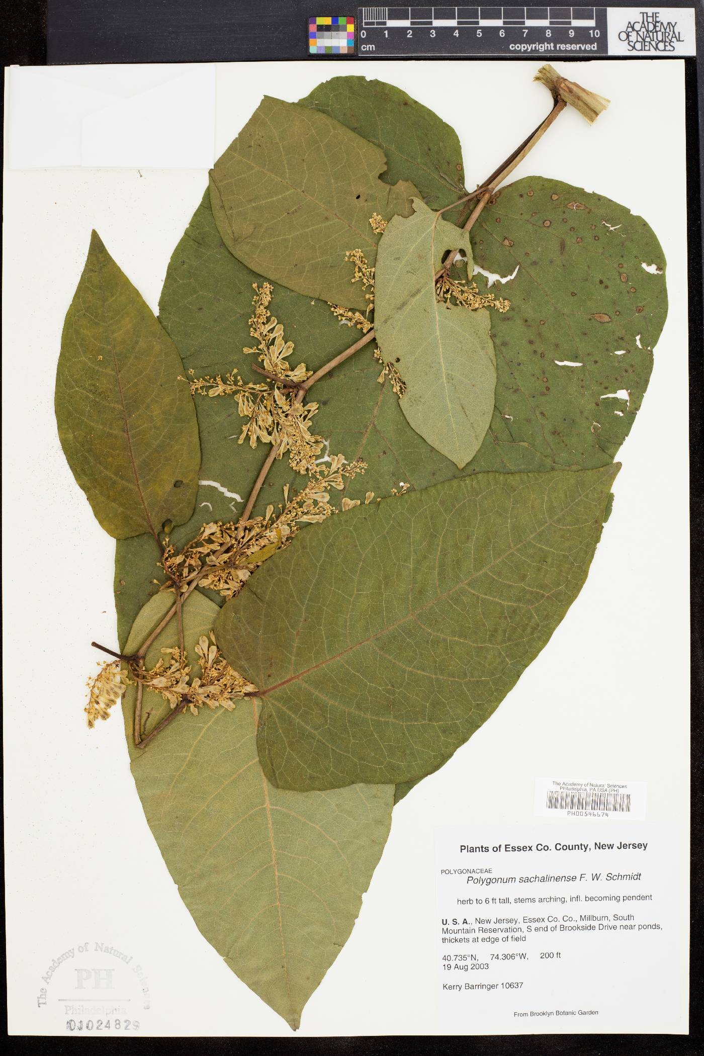 Polygonum sachalinense image