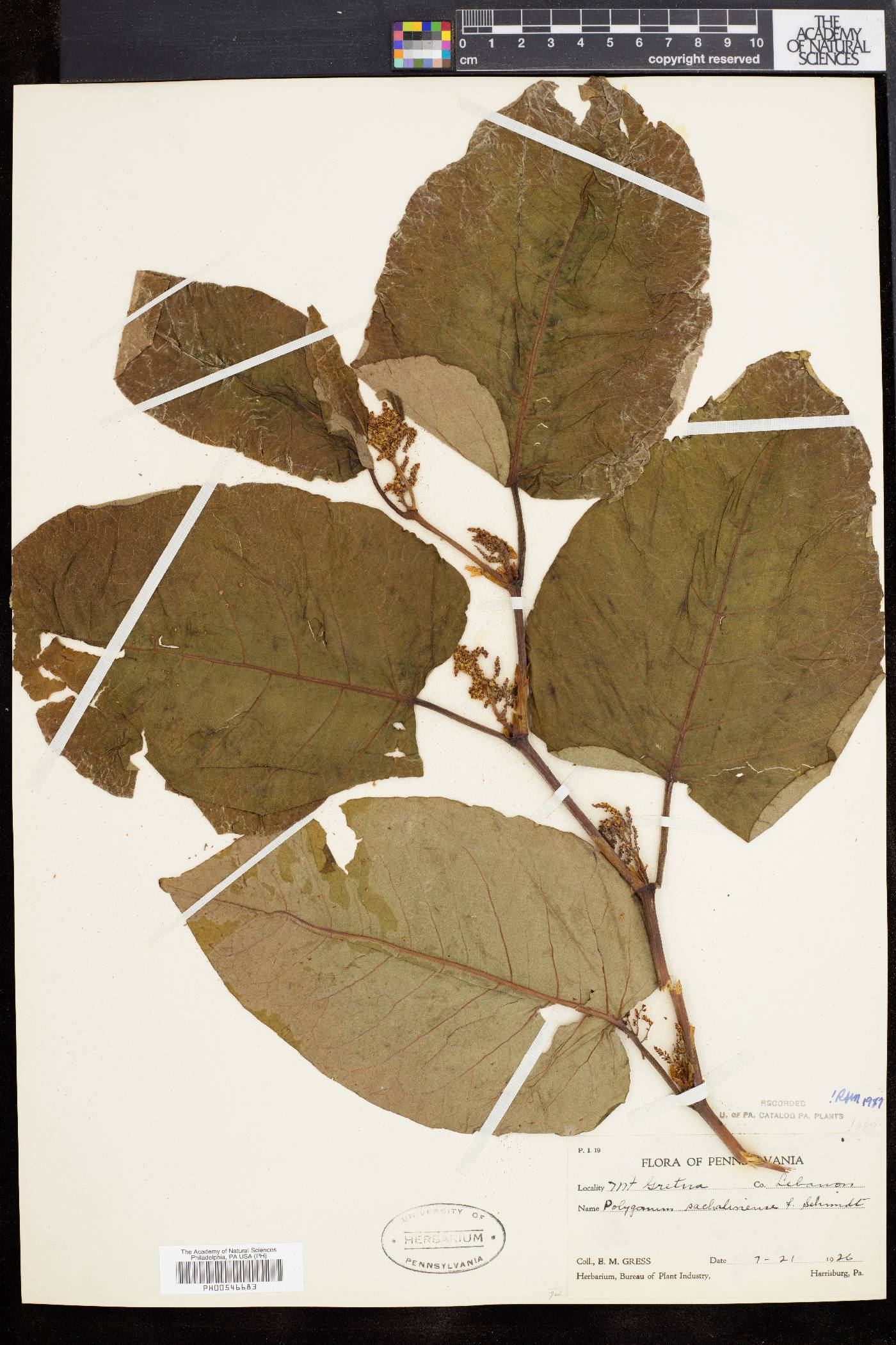 Polygonum sachalinense image