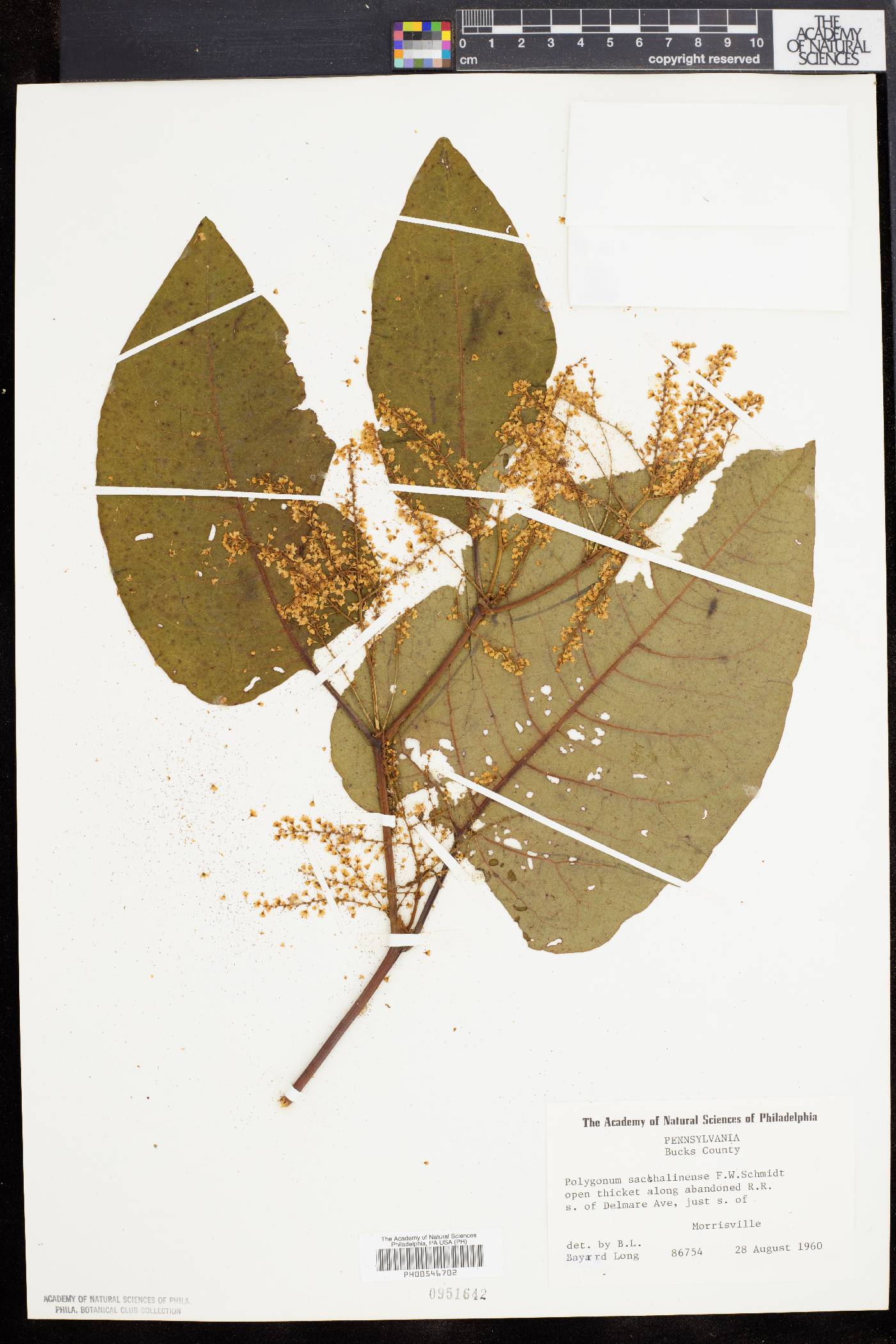 Polygonum sachalinense image