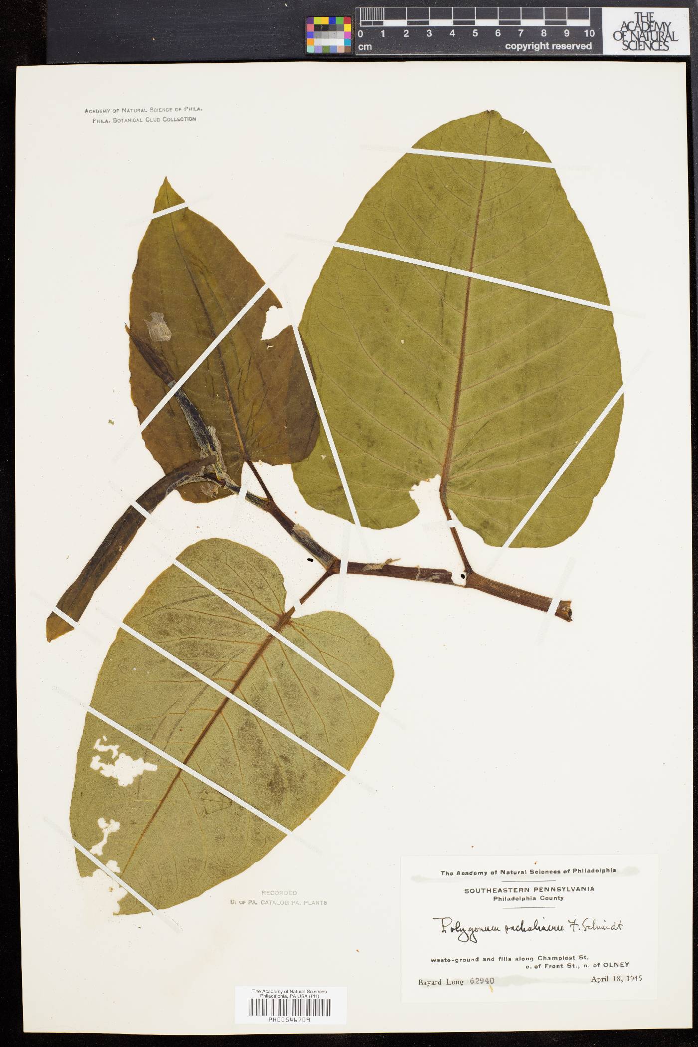 Polygonum sachalinense image