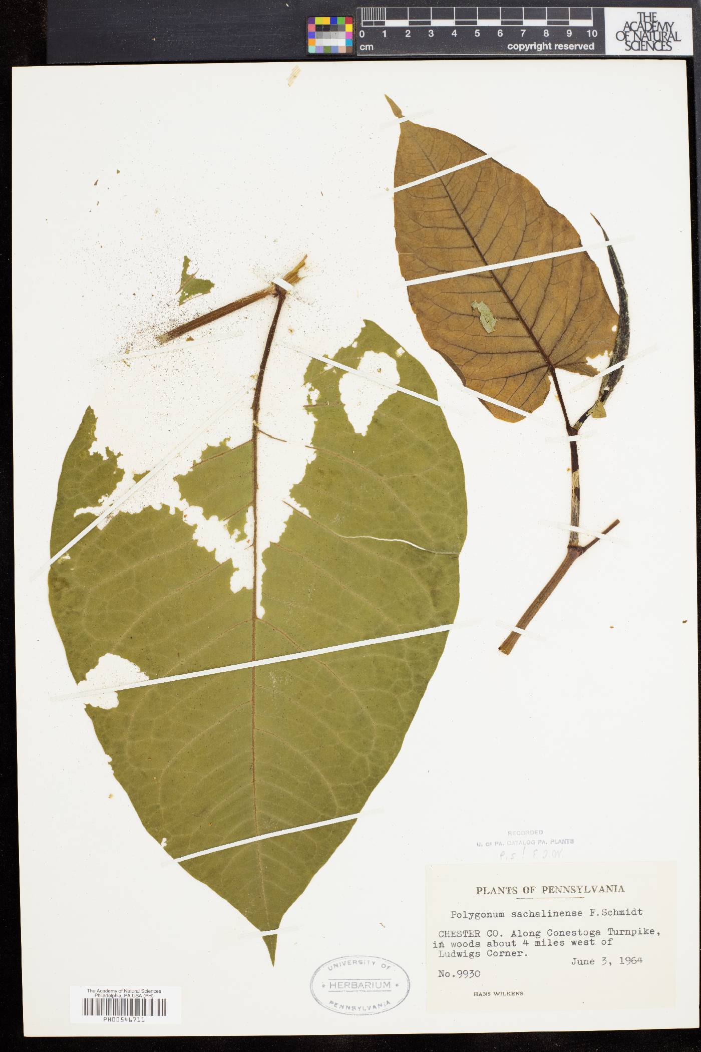 Polygonum sachalinense image