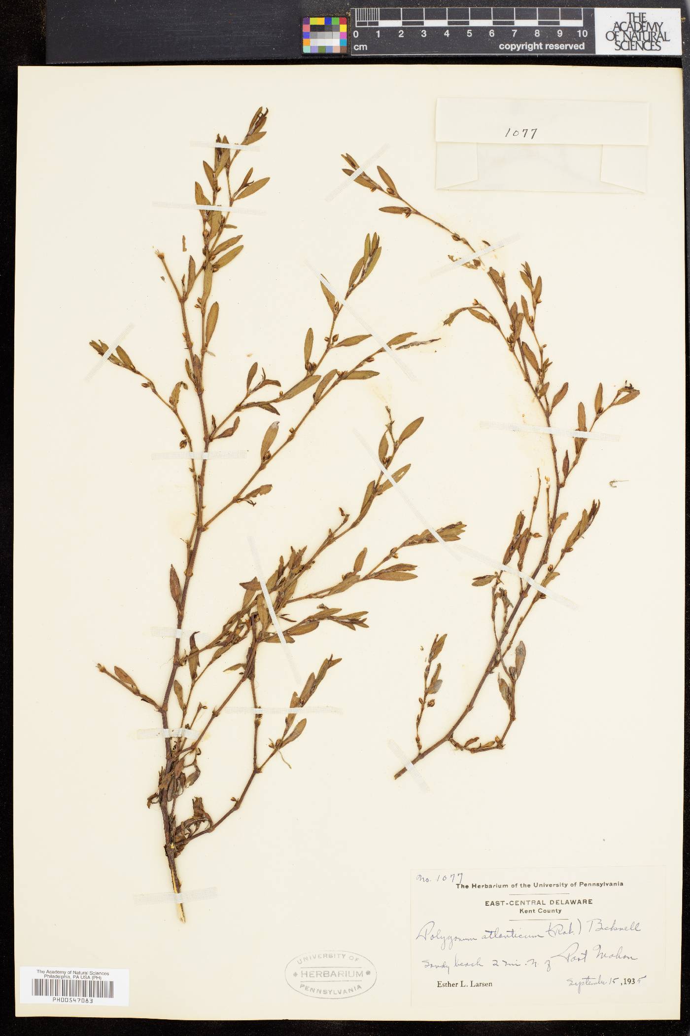 Polygonum ramosissimum var. ramosissimum image