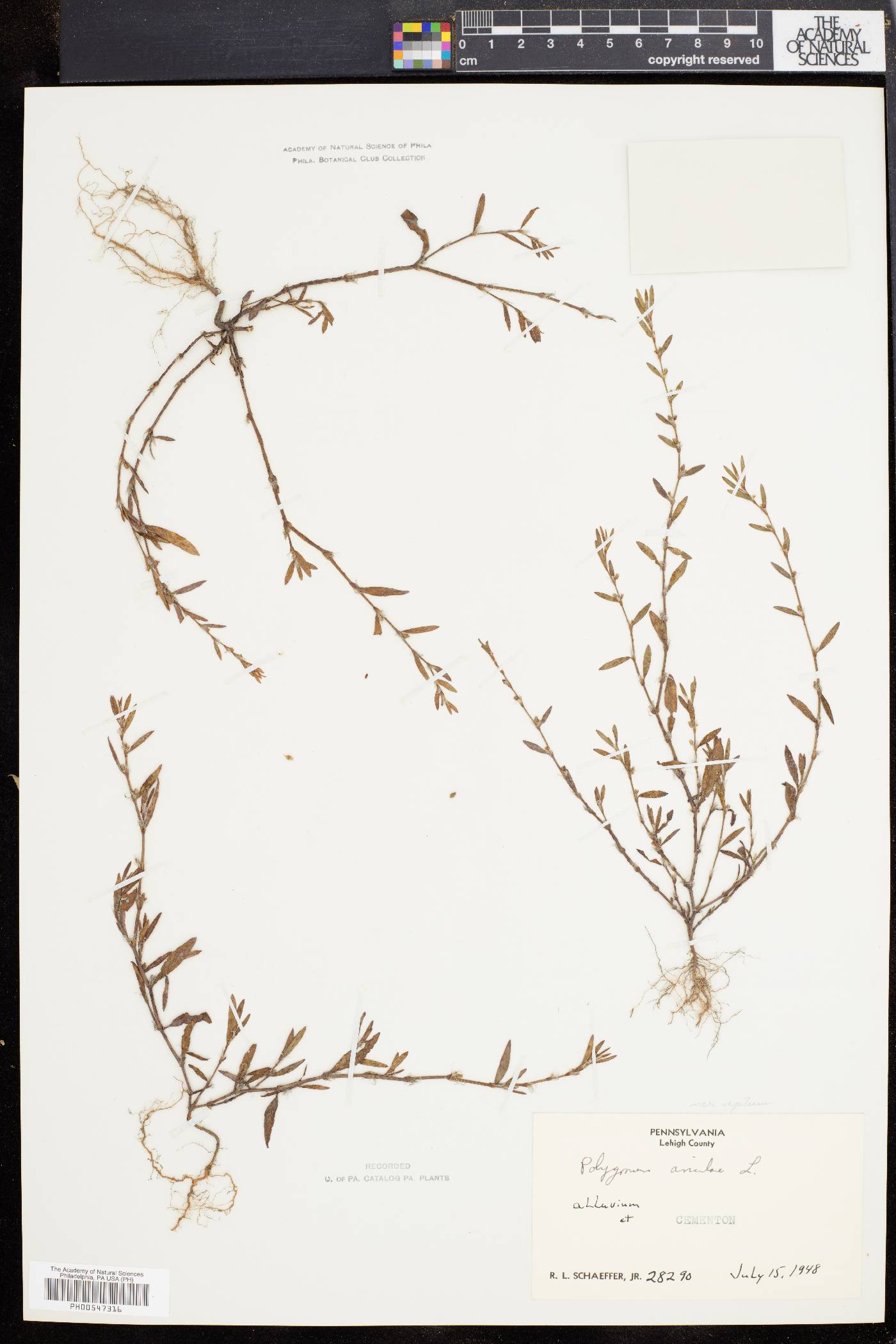 Polygonum aviculare subsp. aviculare image