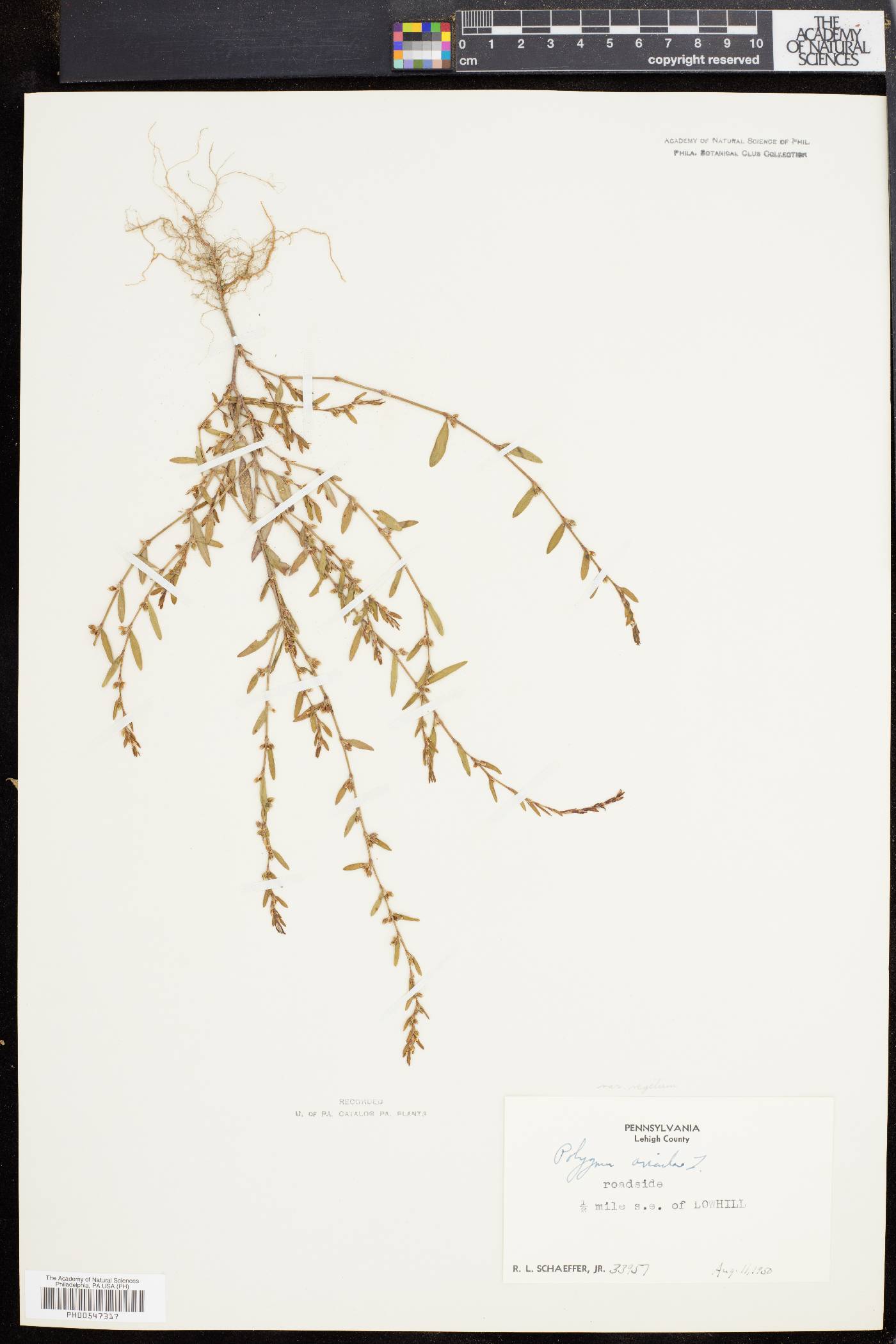 Polygonum aviculare subsp. aviculare image