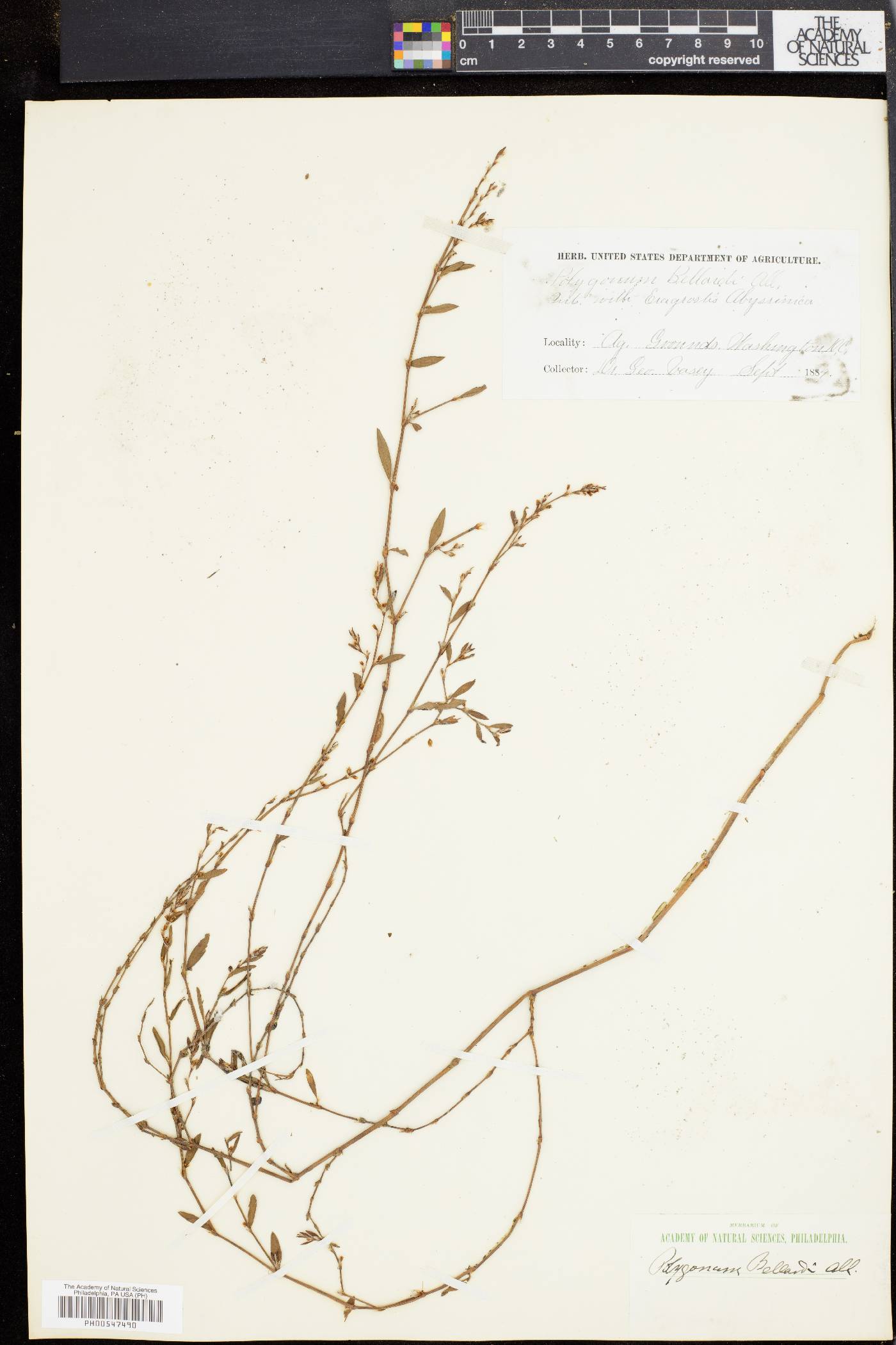 Polygonum bellardii image