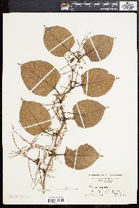 Reynoutria japonica image
