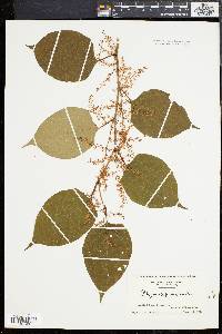 Reynoutria japonica image