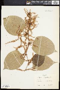 Reynoutria japonica image