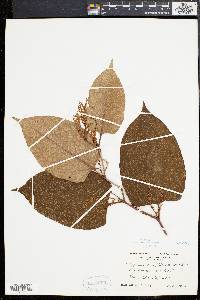 Reynoutria japonica image