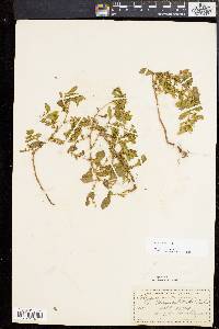 Polygonum erectum image