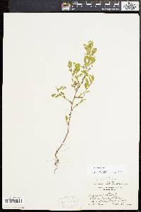 Polygonum erectum image