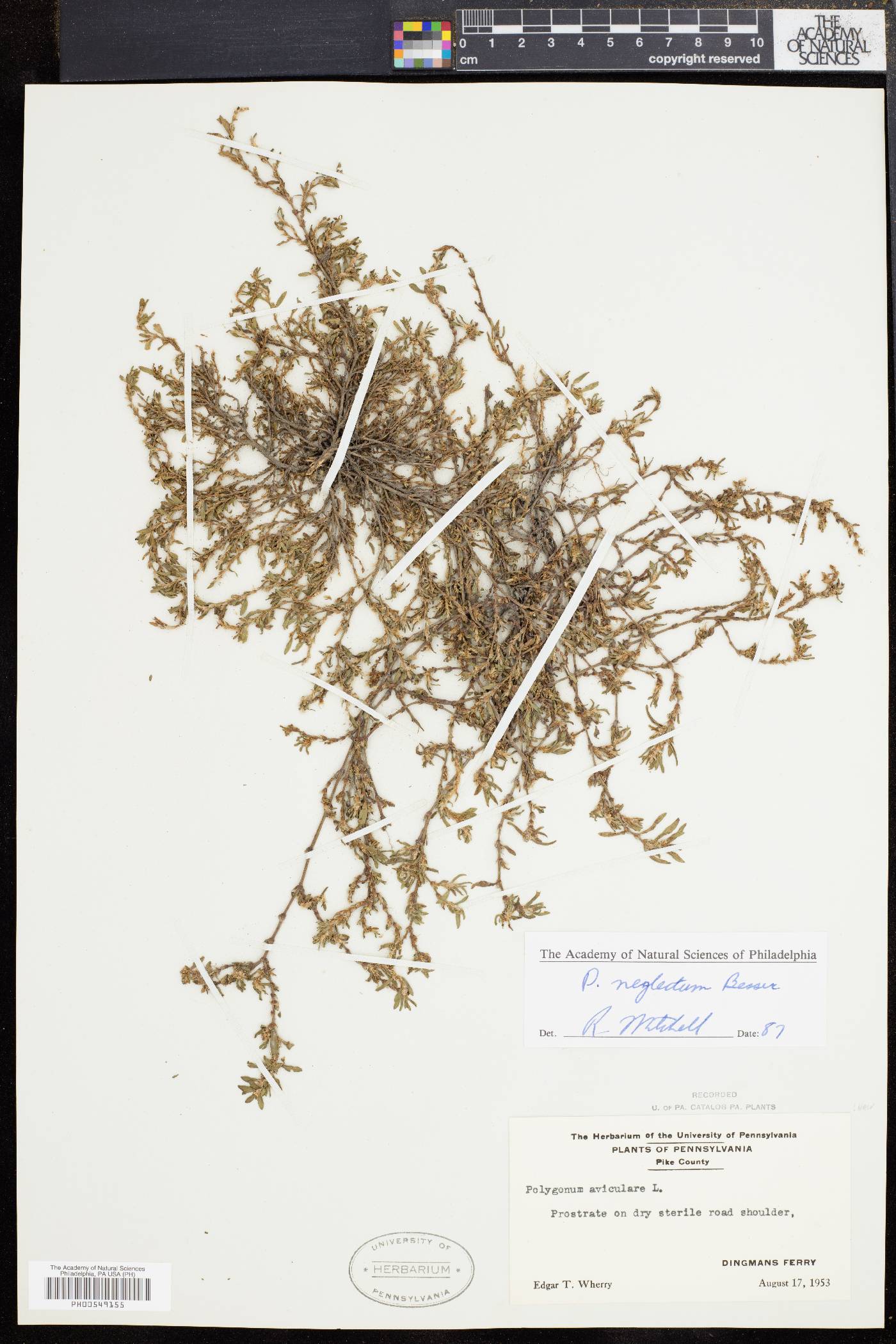 Polygonum bellardii image