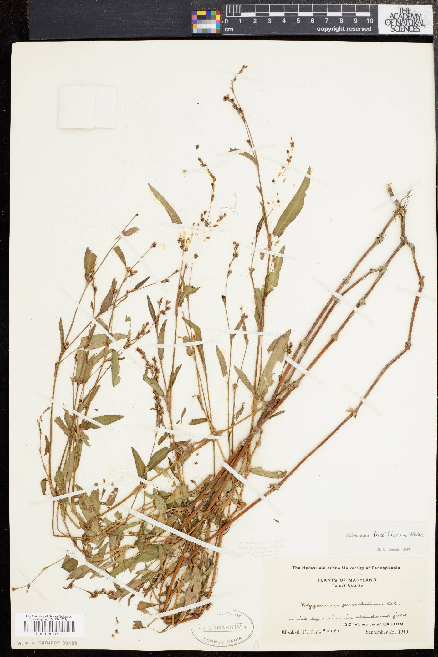 Polygonum laxiflorum image