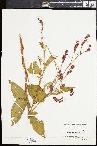 Persicaria orientalis image